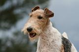 FOX TERRIER 653